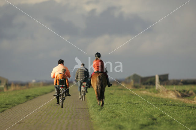 Paard (Equus spp)