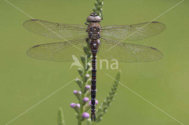 Paardenbijter (Aeshna mixta)