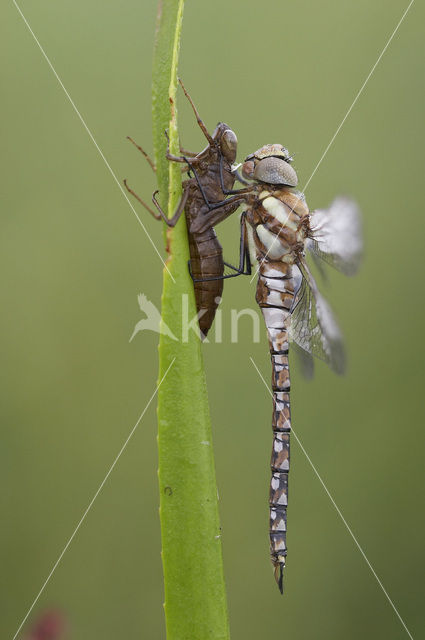 Paardenbijter (Aeshna mixta)