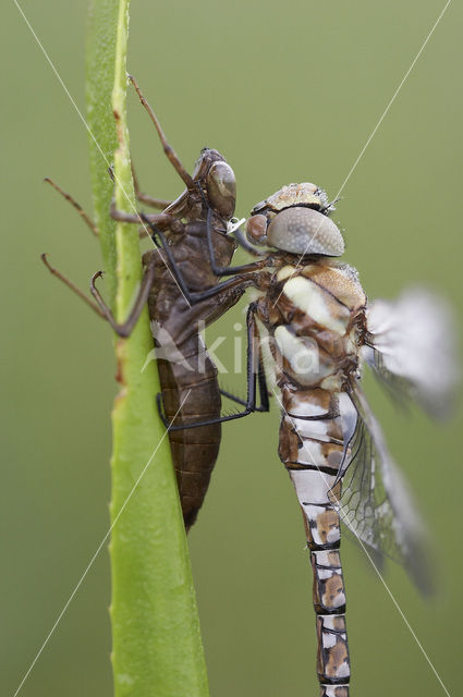 Paardenbijter (Aeshna mixta)