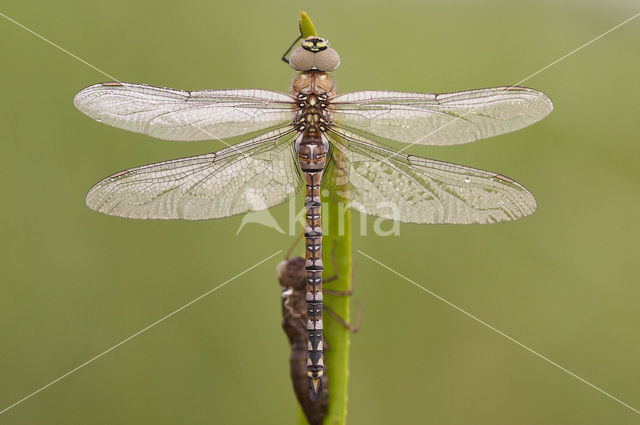 Paardenbijter (Aeshna mixta)