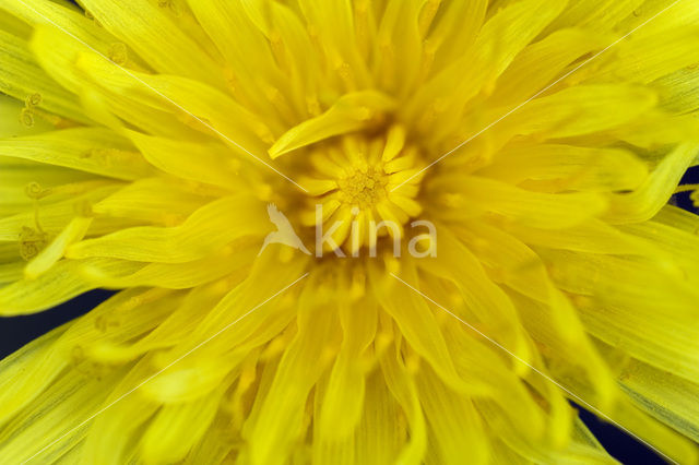 Paardenbloem (Taraxacum spec.)