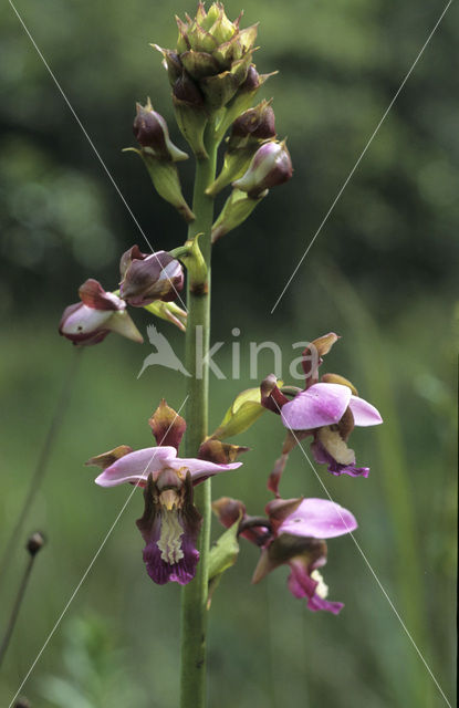 Paarse moerasorchis (Eulophia horsfallii)