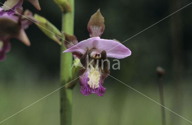 Paarse moerasorchis (Eulophia horsfallii)