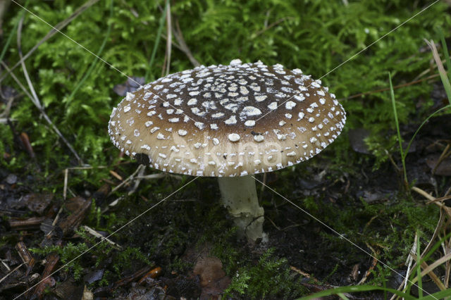 Panteramaniet (Amanita pantherina)