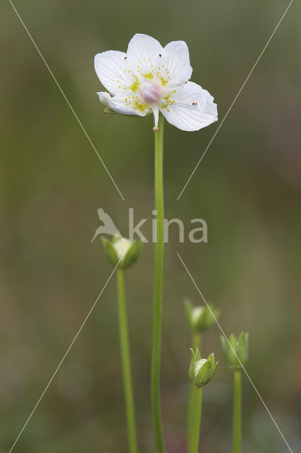 Parnassia (Parnassia palustris)