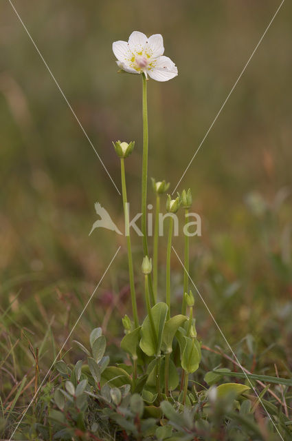 Parnassia (Parnassia palustris)