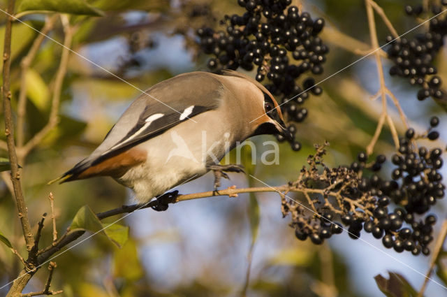 Pestvogel (Bombycilla garrulus)