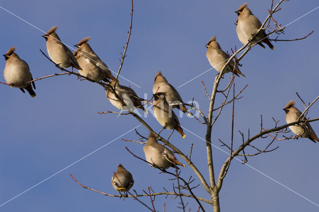 Pestvogel (Bombycilla garrulus)