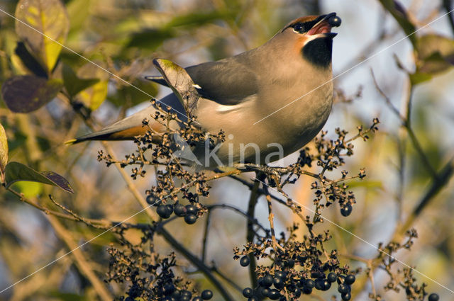 Pestvogel (Bombycilla garrulus)