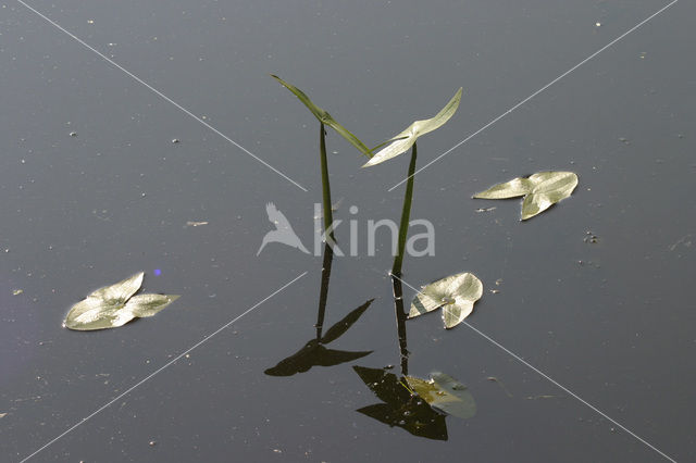 Pijlkruid (Sagittaria sagittifolia)