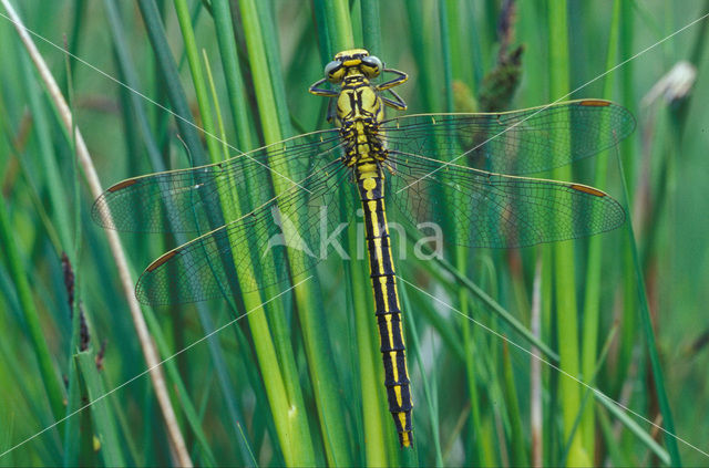 Plasrombout (Gomphus pulchellus)