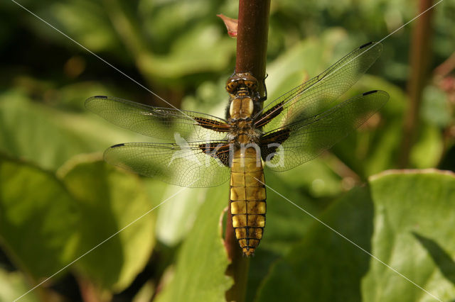 Platbuik (Libellula depressa)