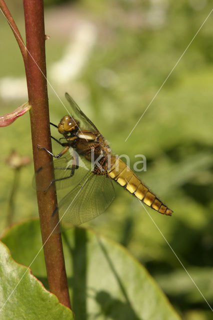 Platbuik (Libellula depressa)