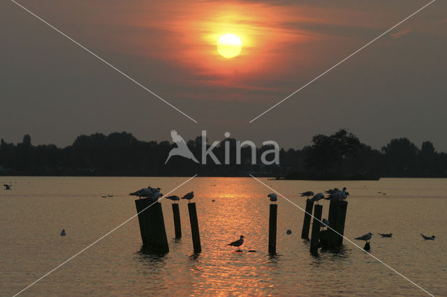 Reeuwijkse Plassen