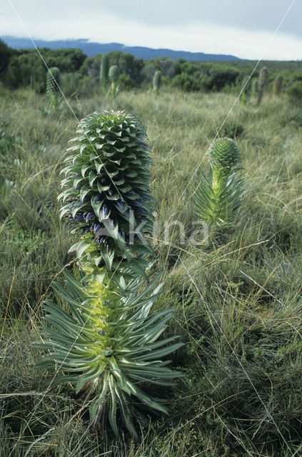 Reuzenlobelia (Lobelia deckenii)