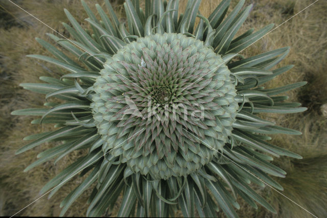 Reuzenlobelia (Lobelia deckenii)