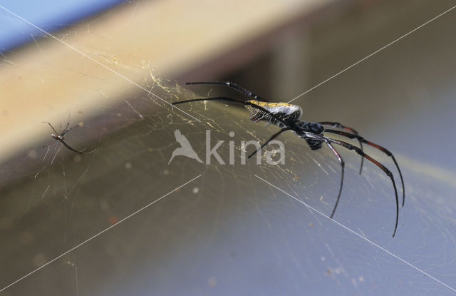 Reuzenwielwebspin (Nephila senegalensis annulata)