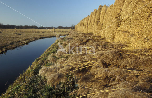 Riet (Phragmites australis)