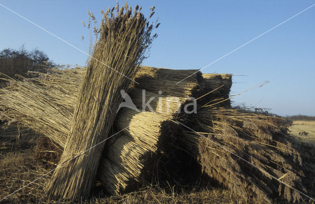 Riet (Phragmites australis)