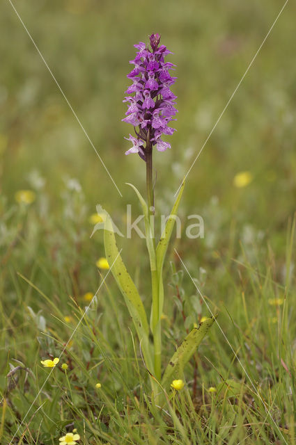 Southern Marsh-orchid (Dactylorhiza praetermissa)