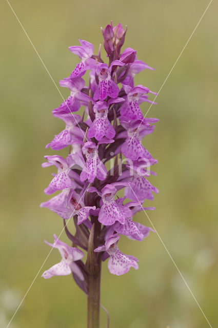 Rietorchis (Dactylorhiza praetermissa)