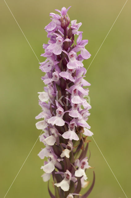 Southern Marsh-orchid (Dactylorhiza praetermissa)