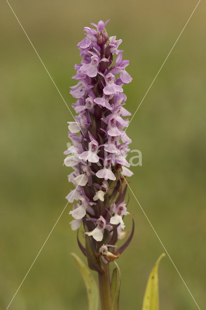 Rietorchis (Dactylorhiza praetermissa)