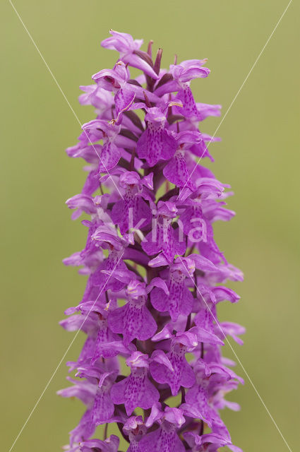 Southern Marsh-orchid (Dactylorhiza praetermissa)