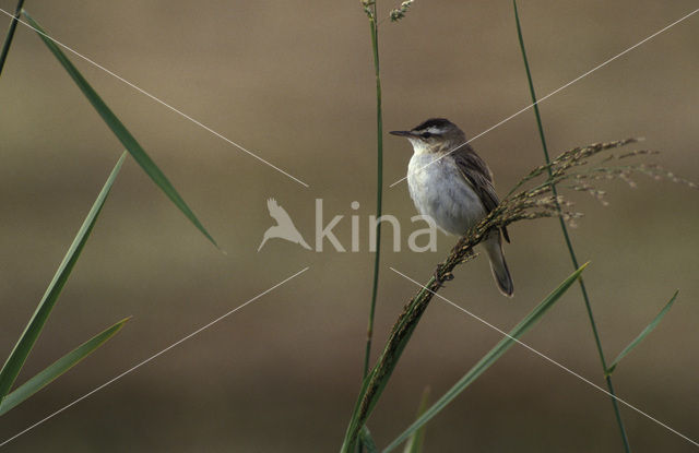 Rietzanger (Acrocephalus schoenobaenus)