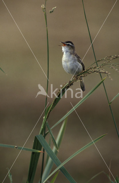 Rietzanger (Acrocephalus schoenobaenus)