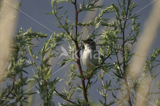 Rietzanger (Acrocephalus schoenobaenus)