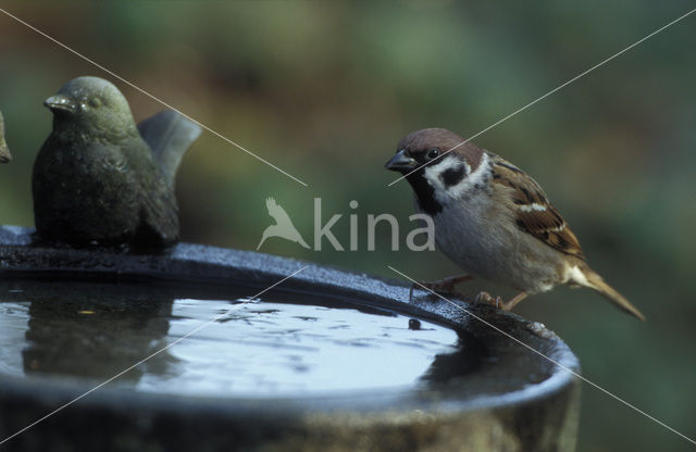 Ringmus (Passer montanus)