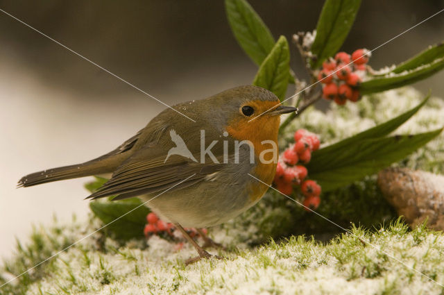 Roodborst