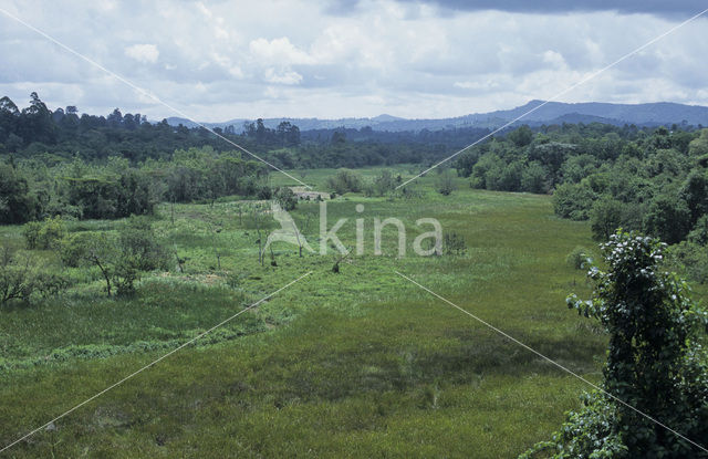 Saiwa Swamp National park