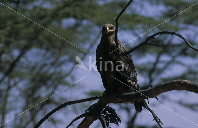 Savannearend (Aquila rapax)