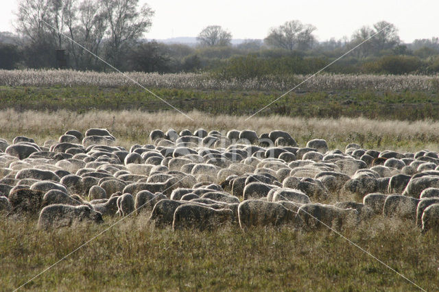 Schaap (Ovis domesticus)