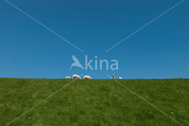 Schaap (Ovis domesticus)