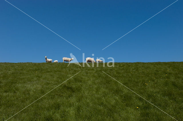 Schaap (Ovis domesticus)