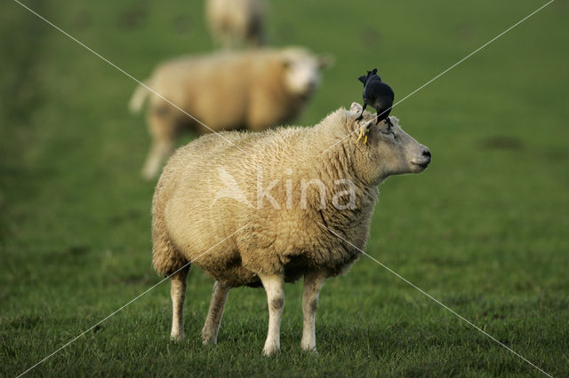 Schaap (Ovis domesticus)