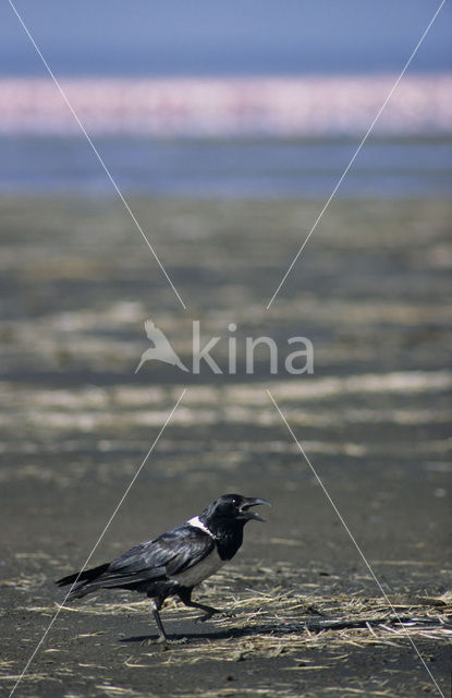 Schildkraai (Corvus albus)