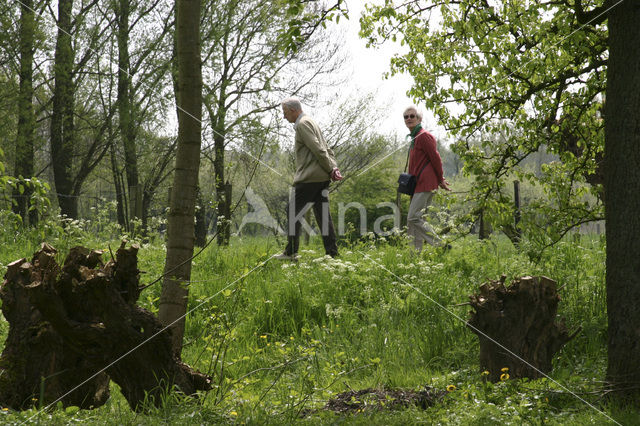 Schoonrewoerdse wiel