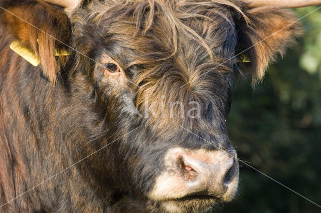 Schotse Hooglander