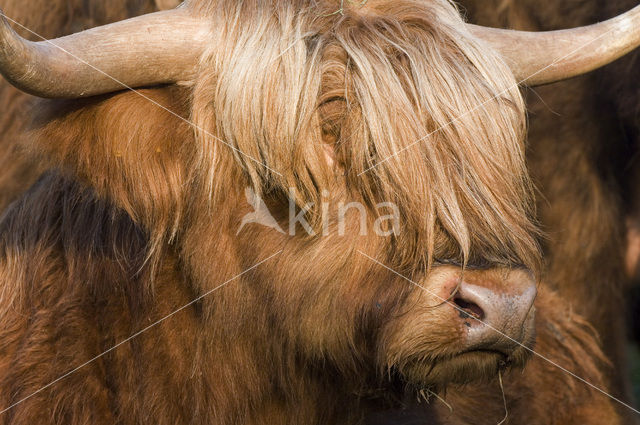 Schotse Hooglander