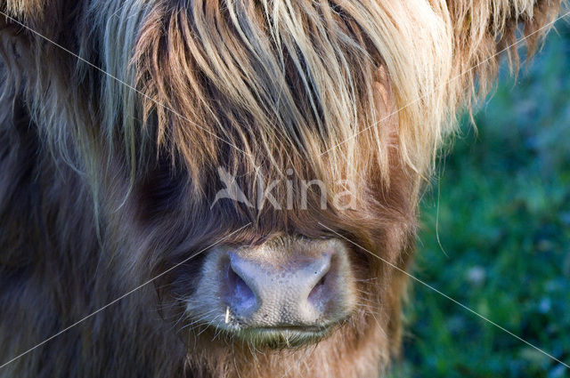 Schotse Hooglander