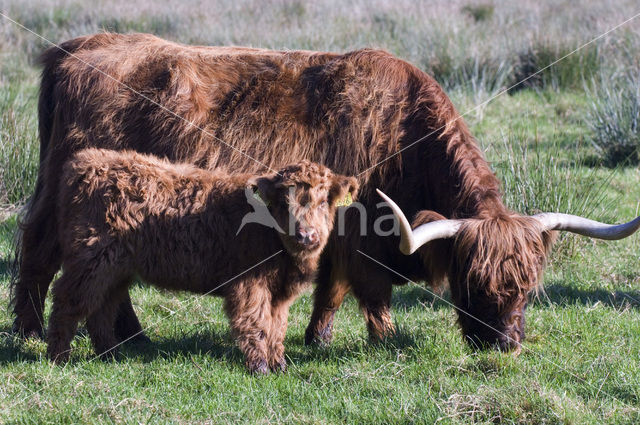 Schotse Hooglander