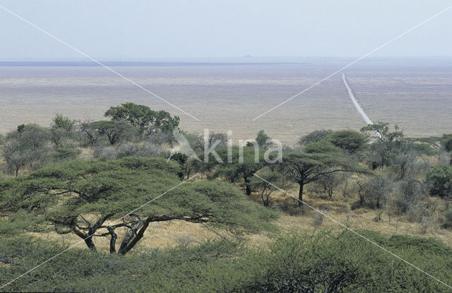 Serengeti national park