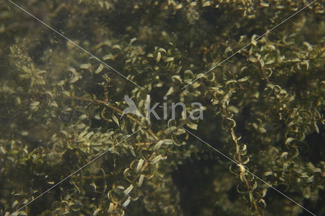 Smalle waterpest (Elodea nuttallii)