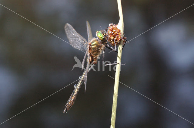 Smaragdlibel (Cordulia aenea)