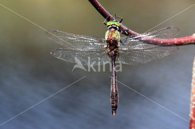 Smaragdlibel (Cordulia aenea)